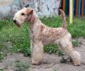 Щенки лейкленд терьера для души и выставок! (3 фотографии)
